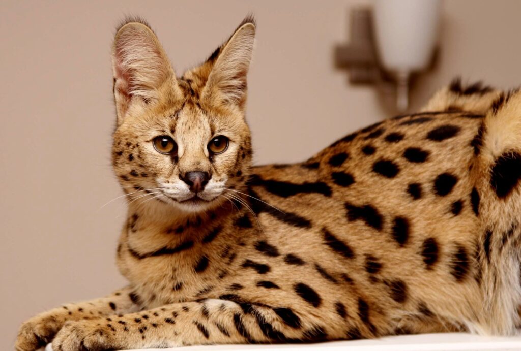 Savannah cat with big nose