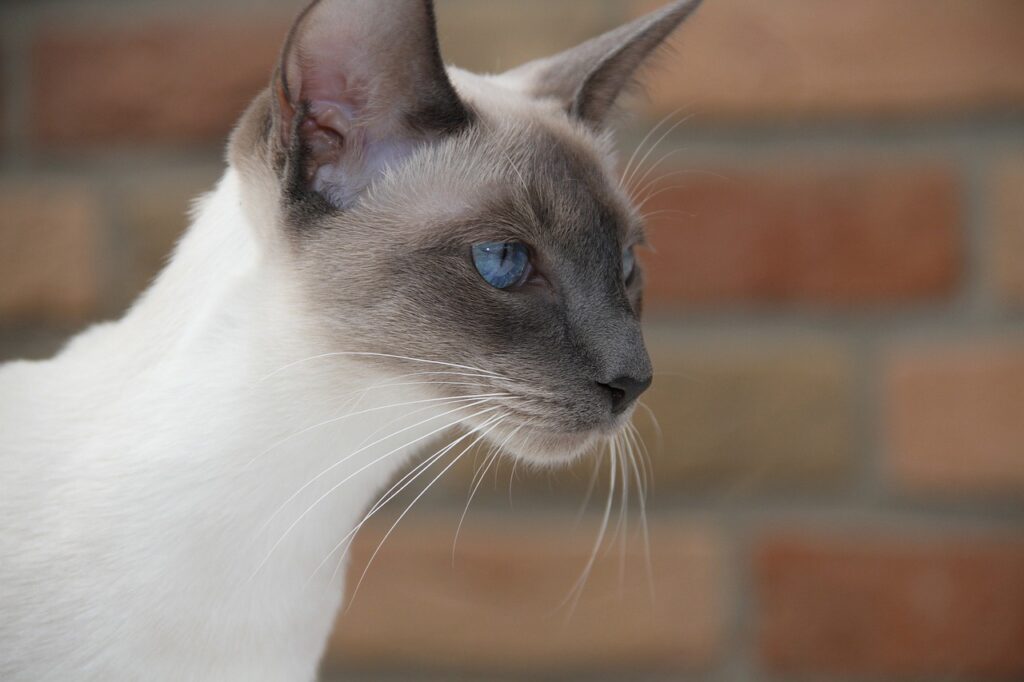 Siamese with big nose