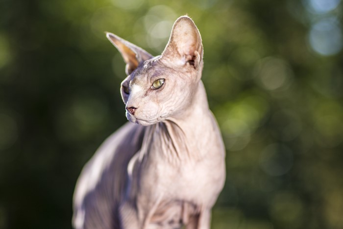 Sphynx with big nose