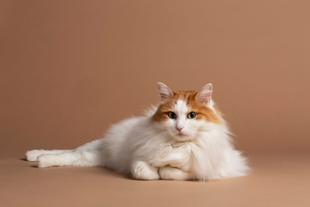 Turkish Van with big nose