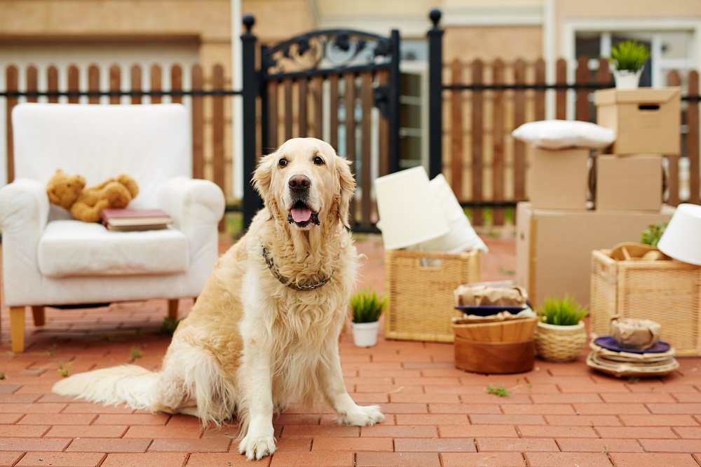 Adapting Your Dwelling For The Consolation And Mobility Of Senior Pets