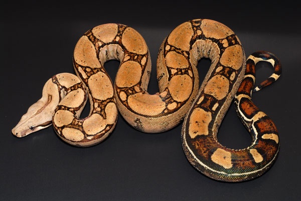Red Tail Boa Care