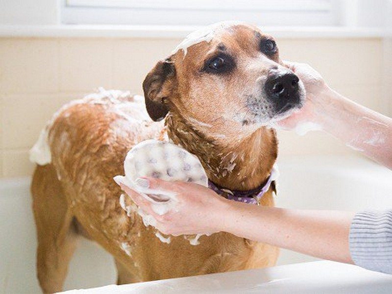 dog soap