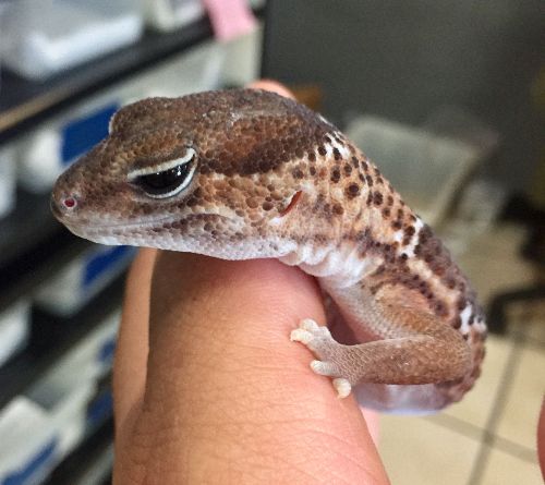 Gecko africano de cola gorda