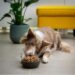 Grain-Free Pets Diets