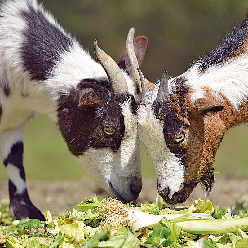 Pygmy Goat