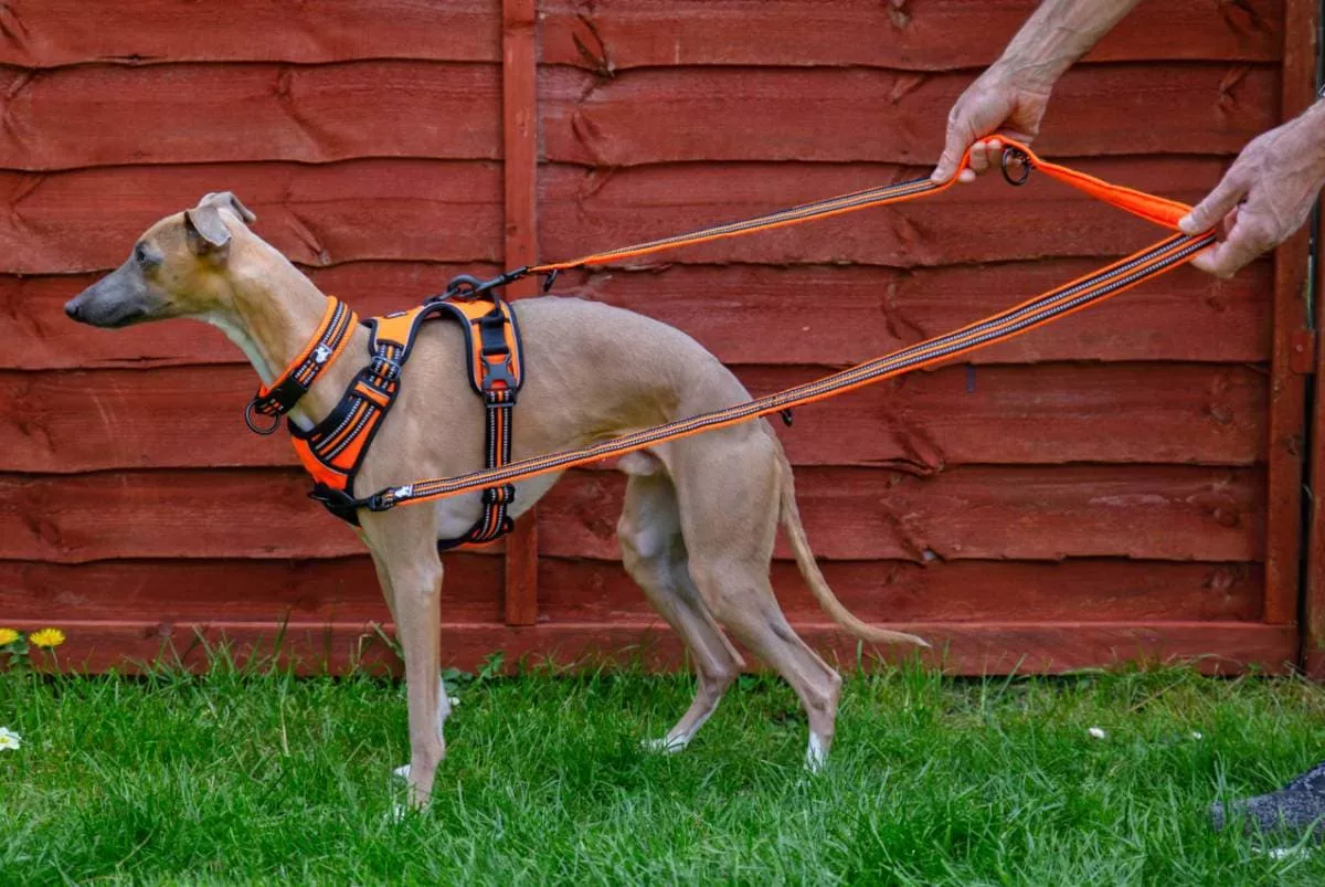 How To Select The Proper Canine Harness For Your Furry Buddy