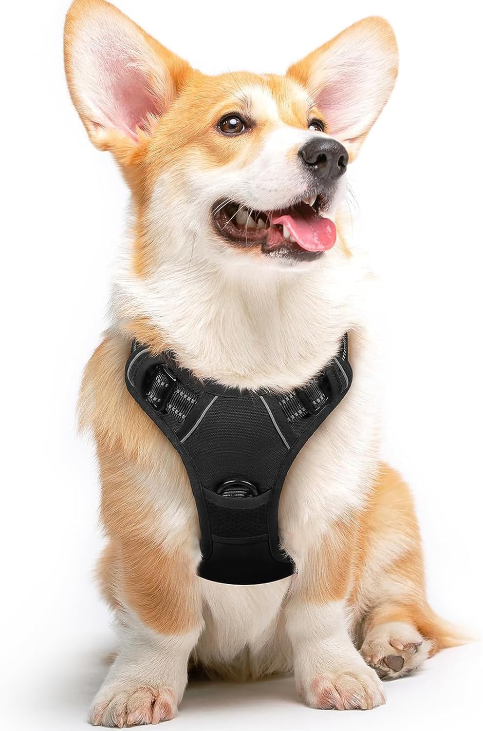 Front-Clip Harness