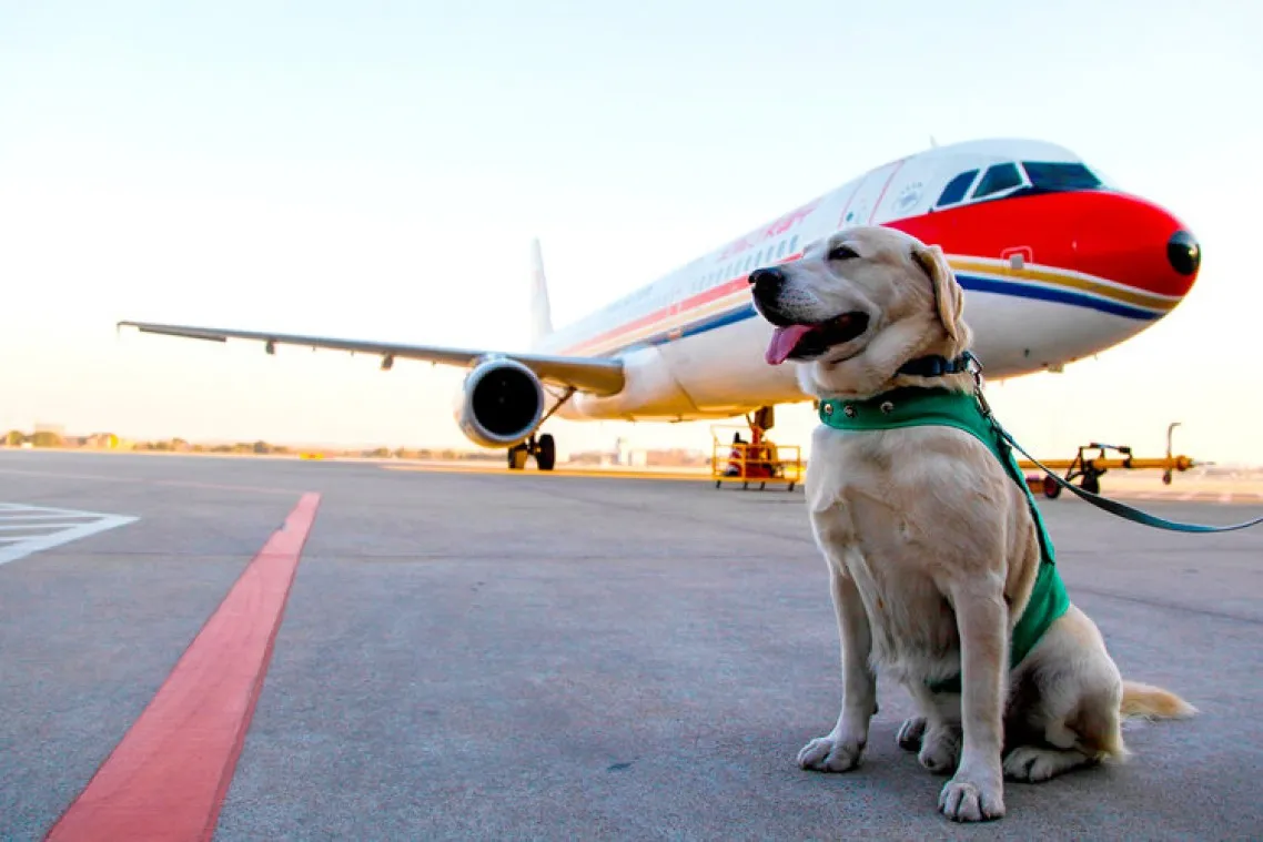 Preparing Your Dog for Long Haul Travel