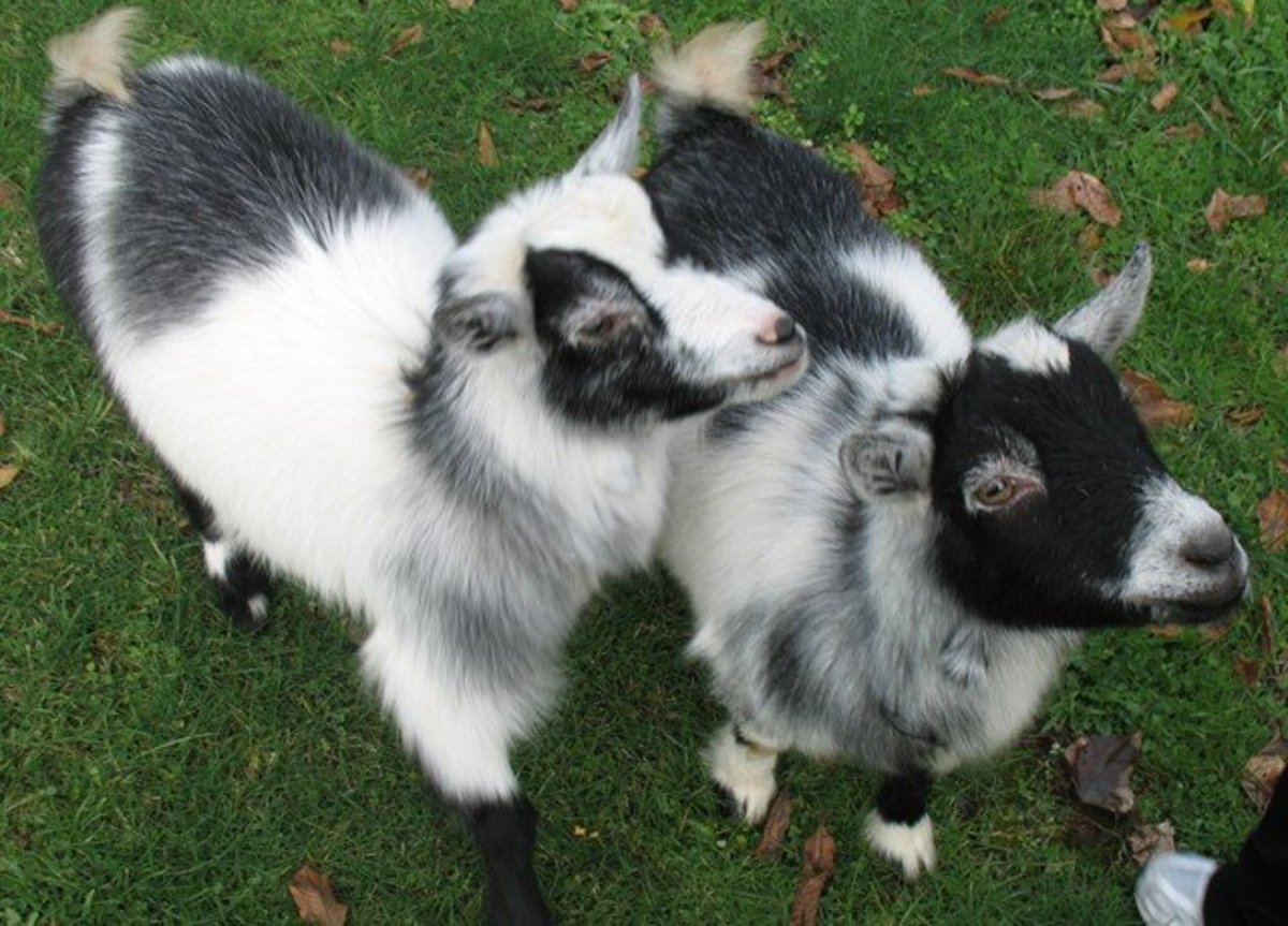 Pygmy Goat