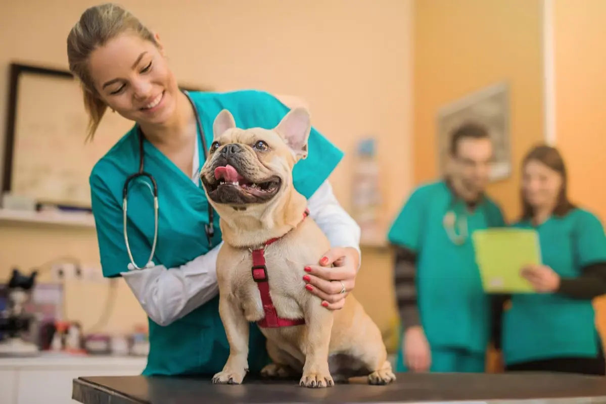 Veterinarian in Lancaster, PA