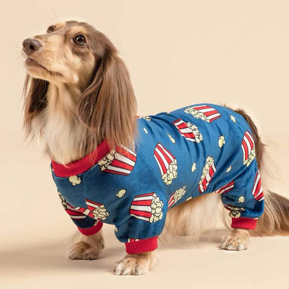 Essential Dachshund Clothes